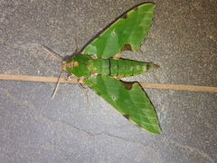 Euchloron megaera