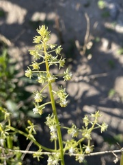 Reseda phyteuma