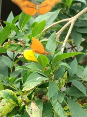 Dryas iulia moderata