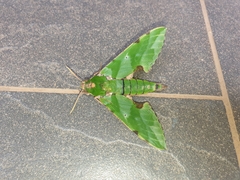 Euchloron megaera