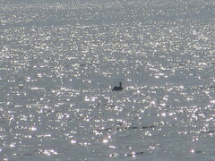 Pelecanus occidentalis