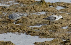 Calidris alba
