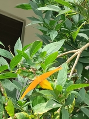 Dryas iulia moderata