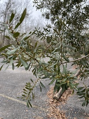 Morella cerifera