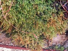 Tetraphis pellucida
