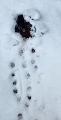 Rattus norvegicus
