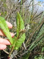Caryophyllales