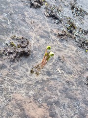 Corydalis