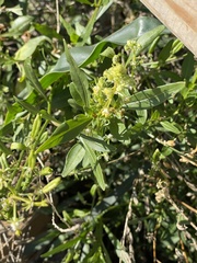 Reseda phyteuma