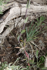 Boechera stricta