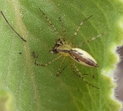 Peucetia rubrolineata