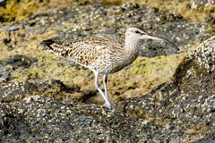 Numenius phaeopus