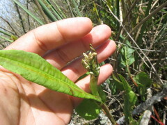 Caryophyllales