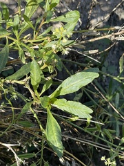 Reseda phyteuma
