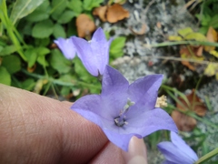 Campanula