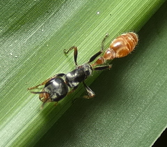 Pseudomyrmex gracilis