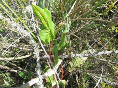 Caryophyllales