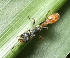 Pseudomyrmex gracilis