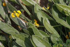 Scorpiurus muricatus