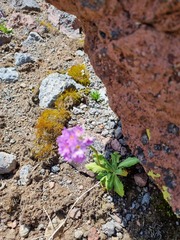 Primula algida