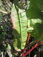 Caryophyllales