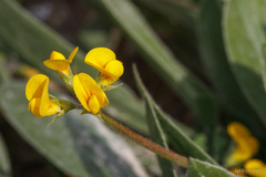Scorpiurus muricatus