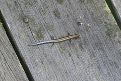 Emoia caeruleocauda