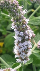 Mentha × rotundifolia