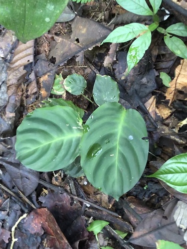 Goeppertia dicephala (Goeppertia dicephala)