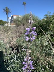 Lupinus chamissonis