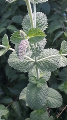 Mentha × rotundifolia