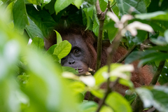 Pongo pygmaeus morio