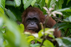 Pongo pygmaeus morio