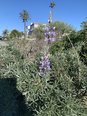 Lupinus chamissonis