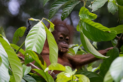 Pongo pygmaeus morio