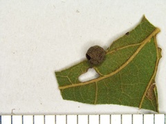 Andricus quercusutriculus