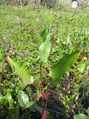 Caryophyllales