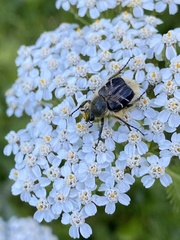 Trichiotinus assimilis