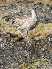 Numenius phaeopus