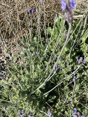 Lavandula multifida