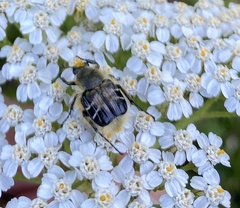 Trichiotinus assimilis