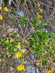Potentilla gelida