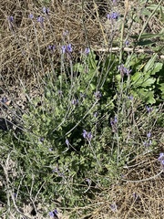 Lavandula multifida