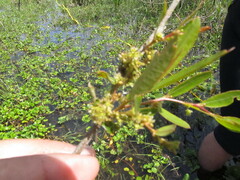 Phyllanthus sellowianus