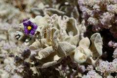 Solanum lasiophyllum