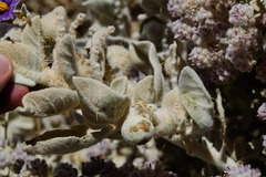 Solanum lasiophyllum