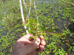 Phyllanthus sellowianus