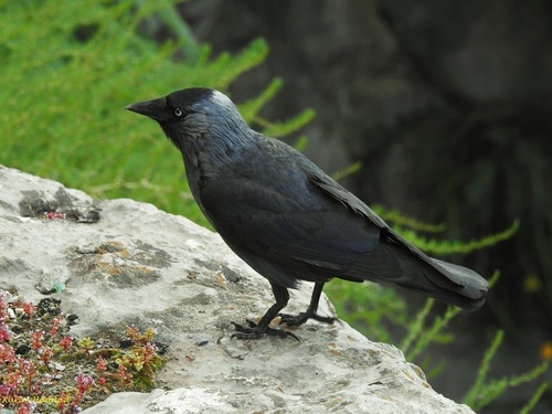 Algerian jackdaw