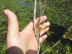 Phyllanthus sellowianus