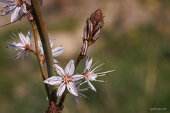 Asphodelus ramosus